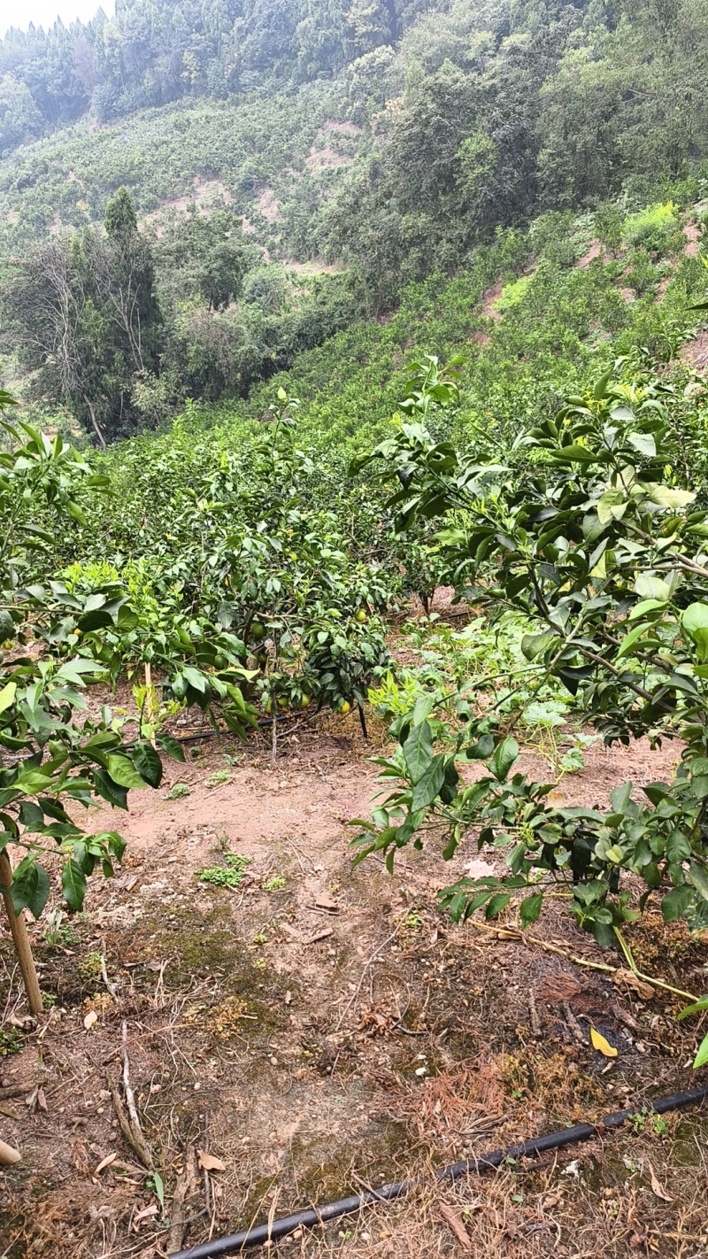 爱媛果冻橙