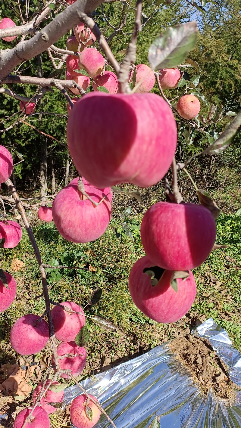 辽南寒富苹果已成熟，条红片红规格齐全，视频看代发全国各地