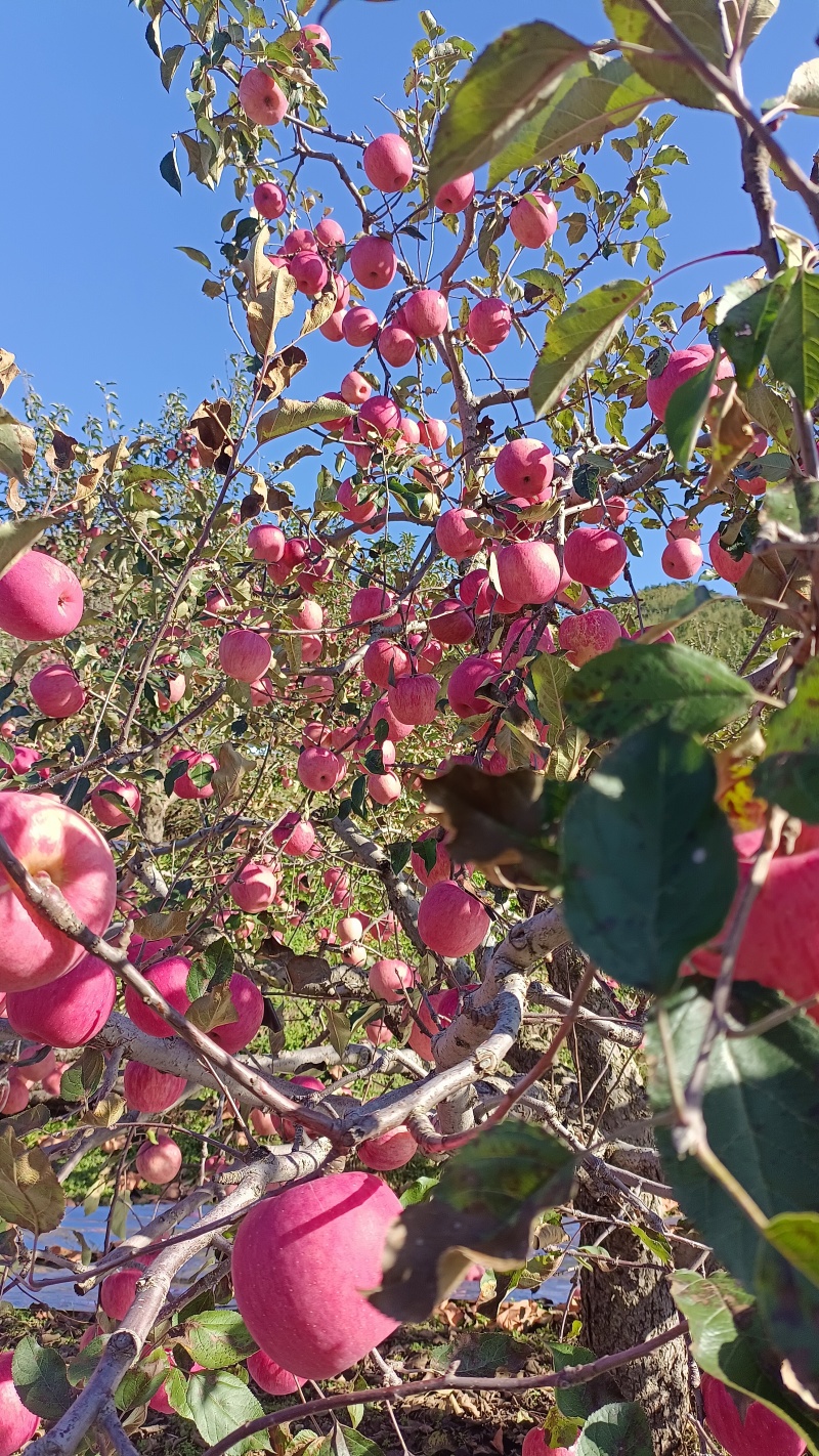 辽南寒富苹果已成熟，条红片红规格齐全，视频看代发全国各地