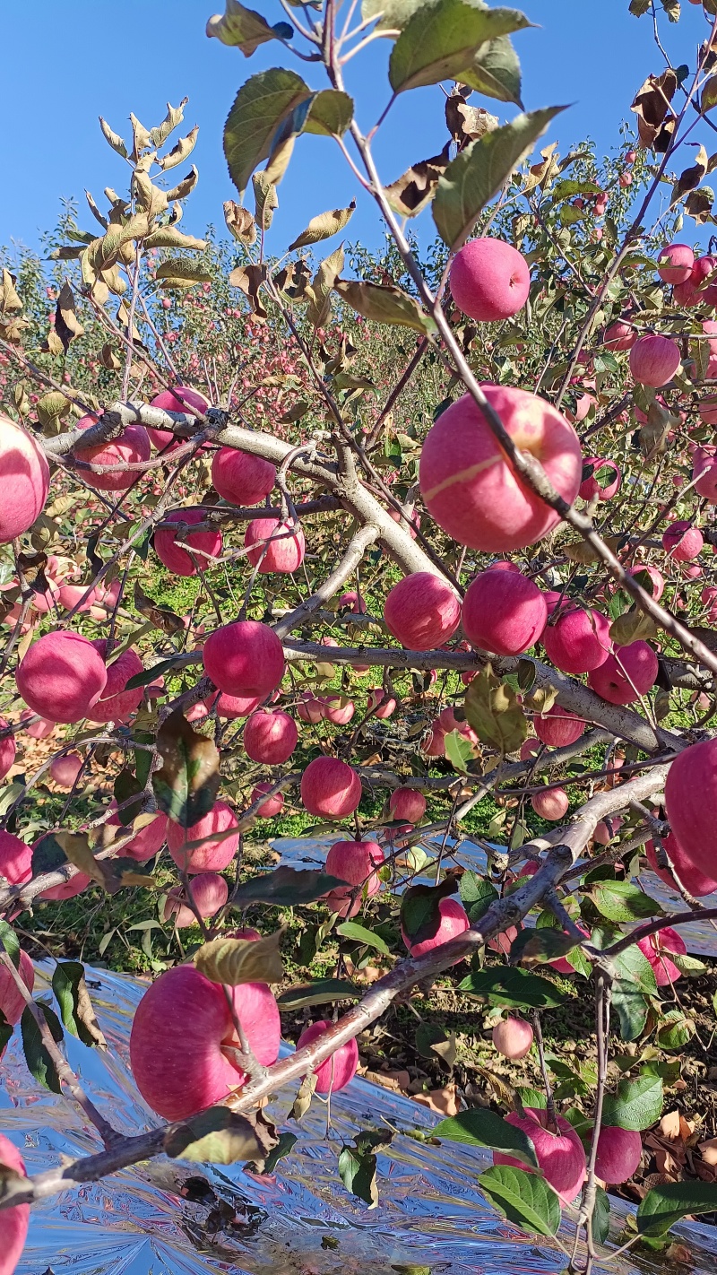 辽南寒富苹果已成熟，条红片红规格齐全，视频看代发全国各地