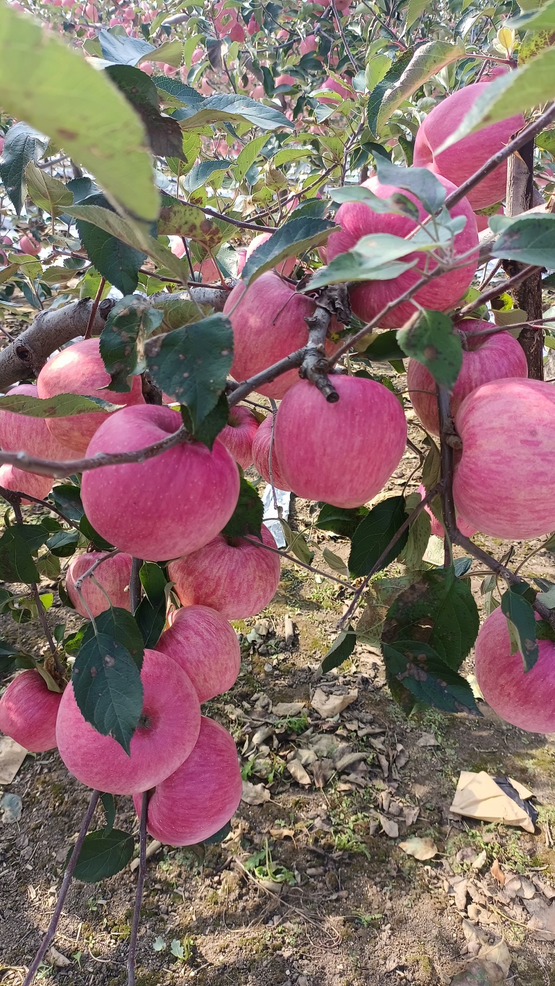 辽南寒富苹果已成熟，条红片红规格齐全，视频看代发全国各地