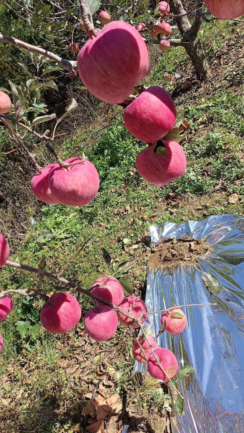 辽南寒富苹果已成熟，条红片红规格齐全，视频看代发全国各地