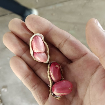 小果花生，海花五号，过机器筛选再人工挑选，精品质量，现货