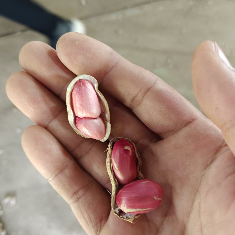 小果花生，海花五号，过机器筛选再人工挑选，精品质量，现货