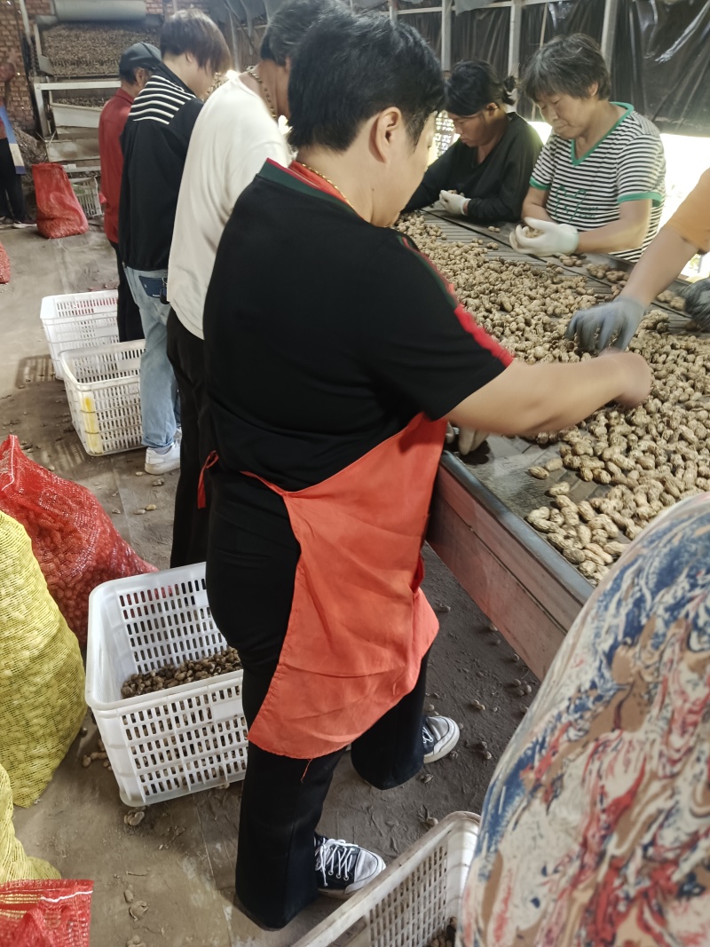 小果花生，海花五号，过机器筛选再人工挑选，精品质量，现货