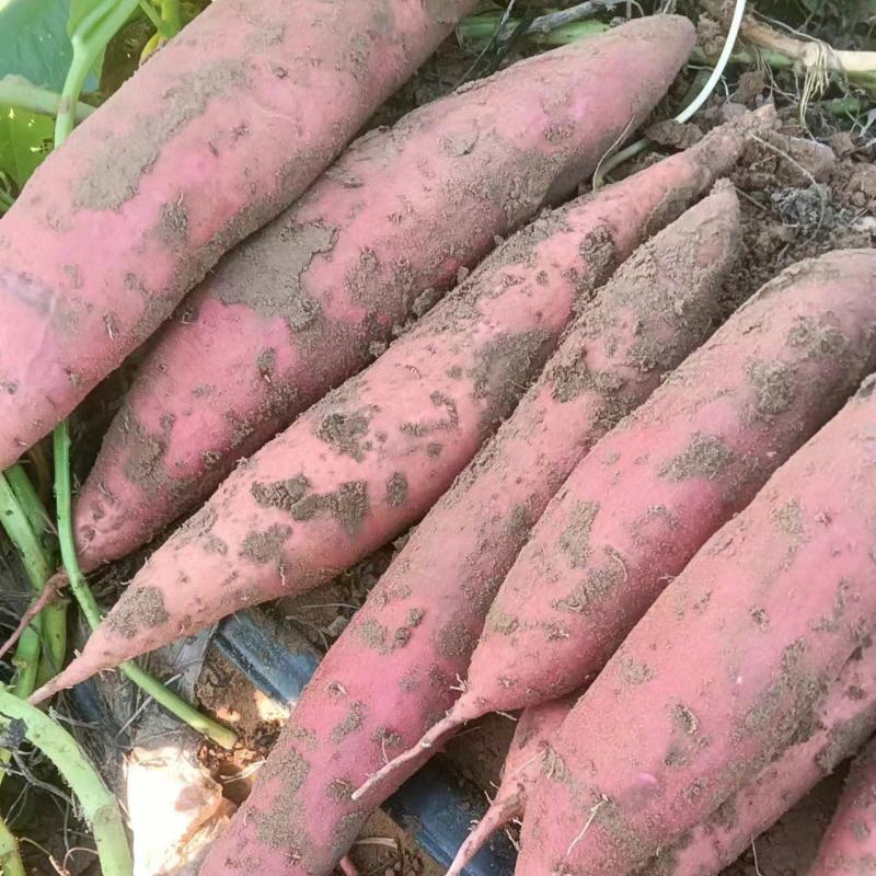 红薯商薯19，基地种植口感软糯香甜，有需要的客商联系