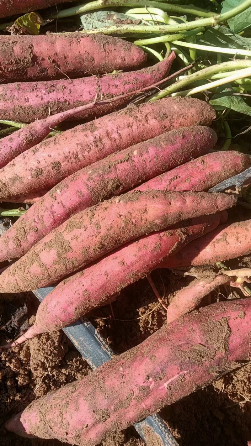 红薯商薯19，基地种植口感软糯香甜，有需要的客商联系