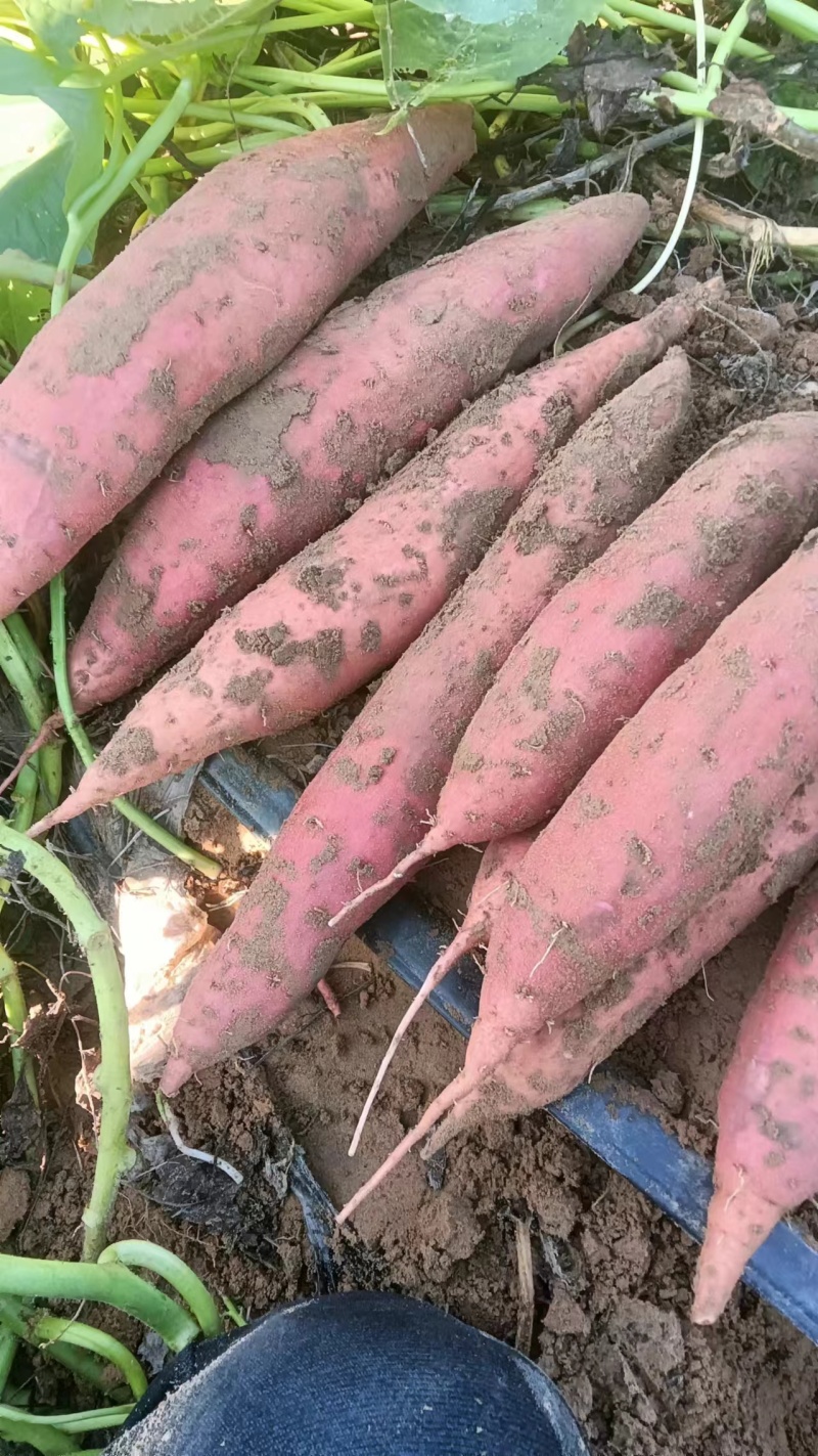 红薯商薯19，基地种植口感软糯香甜，有需要的客商联系