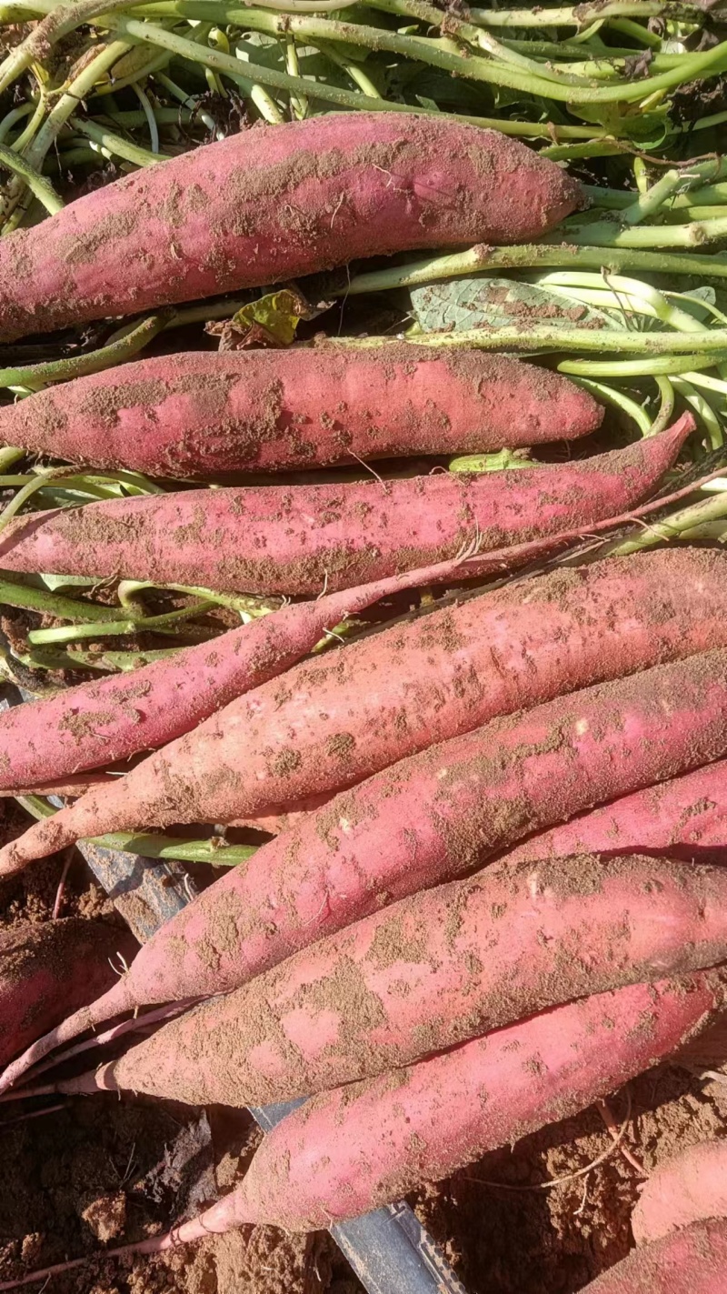 红薯商薯19，基地种植口感软糯香甜，有需要的客商联系