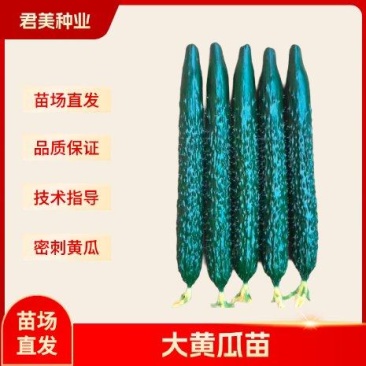 黄瓜苗嫁接强雌大黄瓜苗密刺黄瓜苗寿光基地直发量大从优