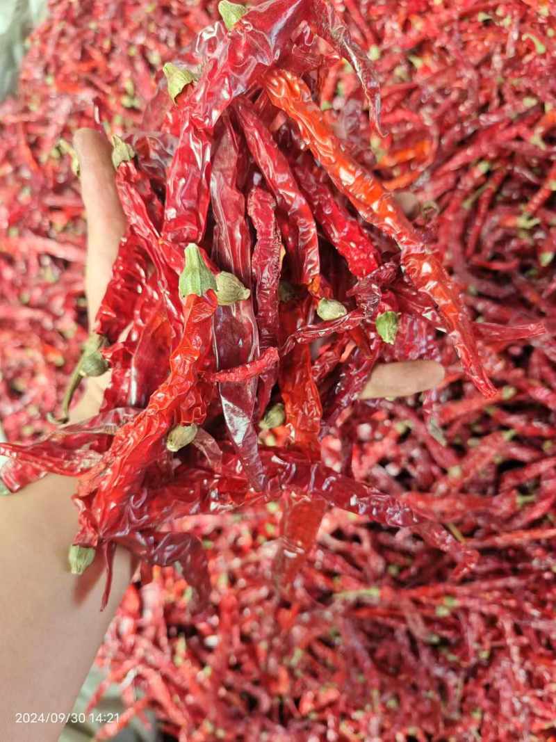 东北二荆条干辣椒，干辣椒精品高质量大量有货一手货源