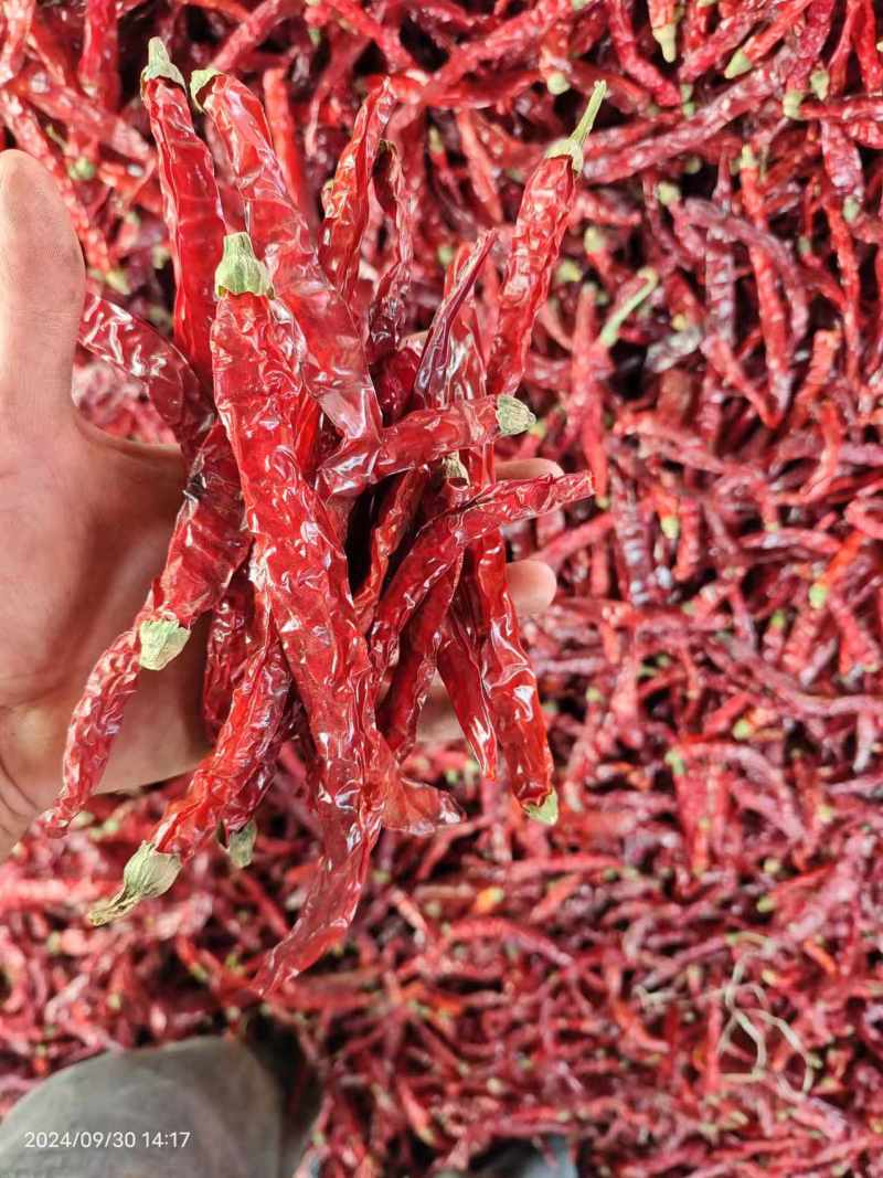 东北二荆条干辣椒，干辣椒精品高质量大量有货一手货源