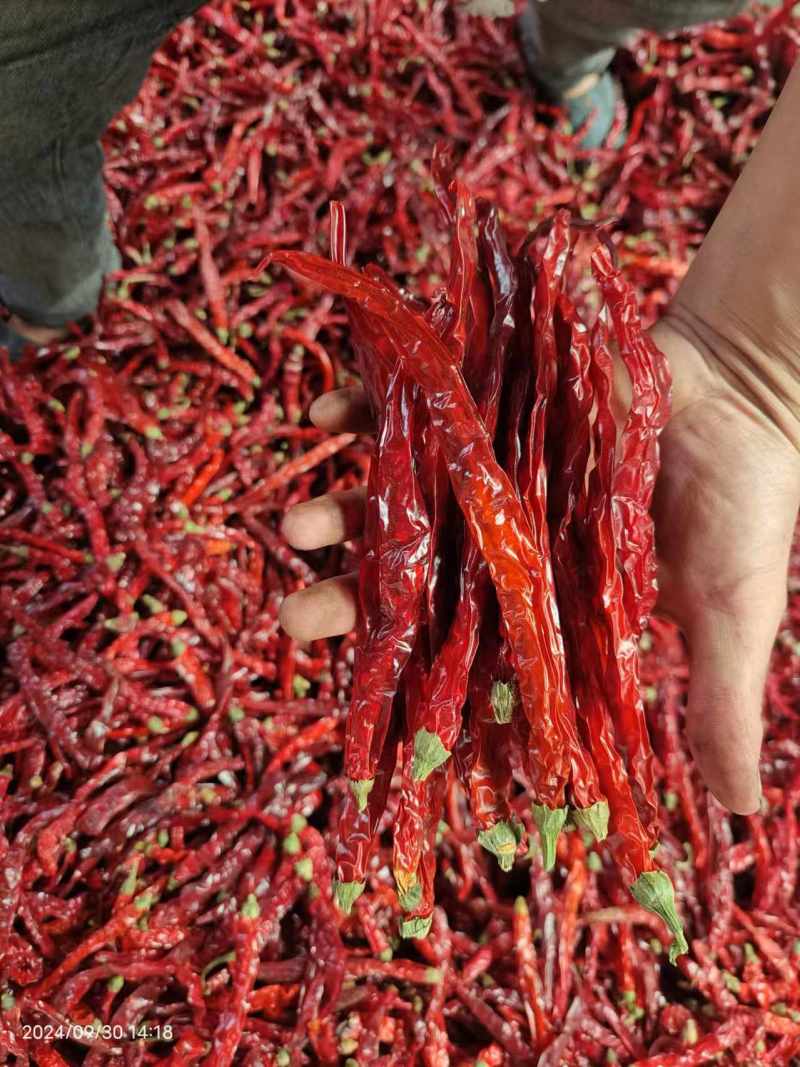 东北二荆条干辣椒，干辣椒精品高质量大量有货一手货源