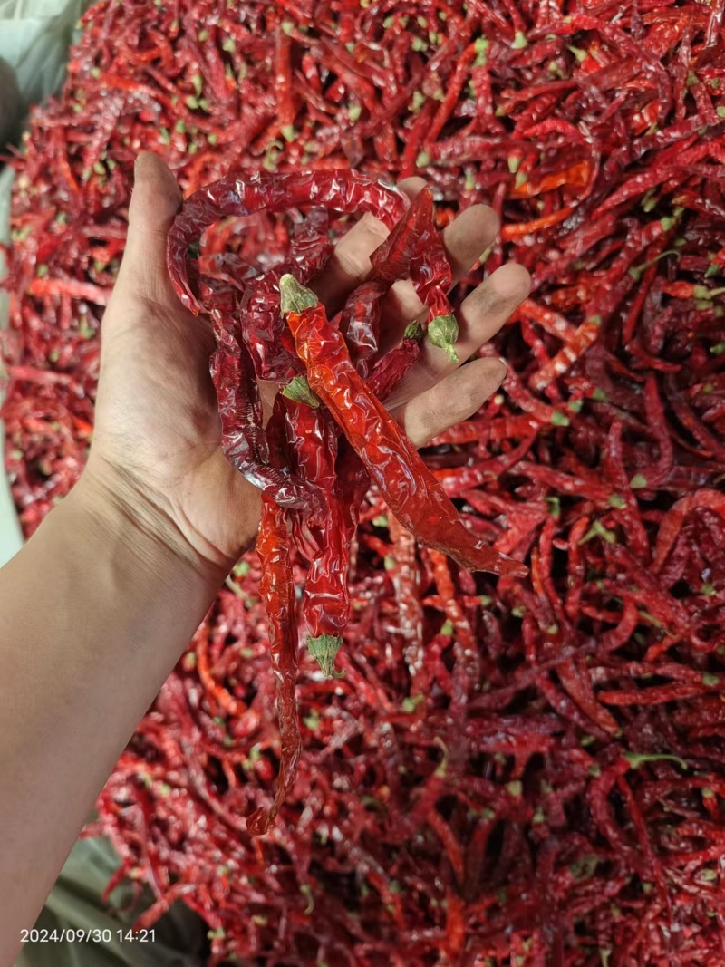东北二荆条干辣椒，干辣椒精品高质量大量有货一手货源