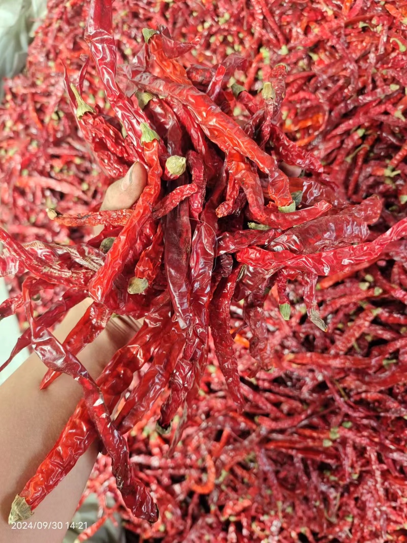 东北二荆条干辣椒，干辣椒精品高质量大量有货一手货源