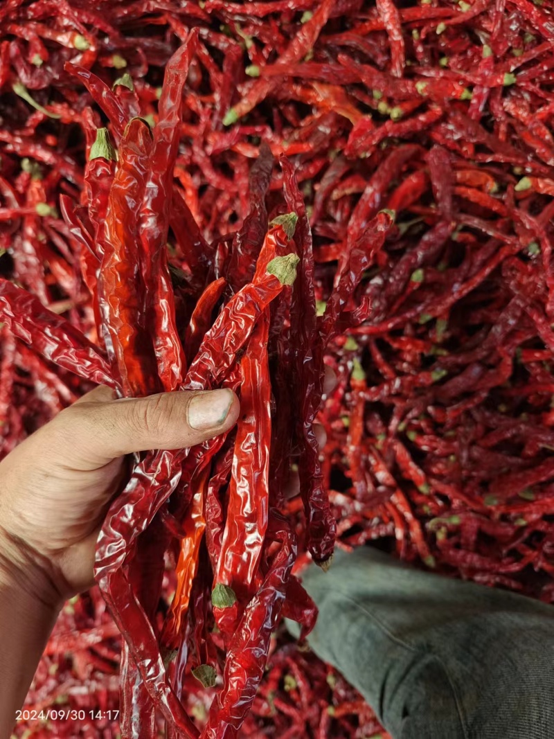 东北二荆条干辣椒，干辣椒精品高质量大量有货一手货源