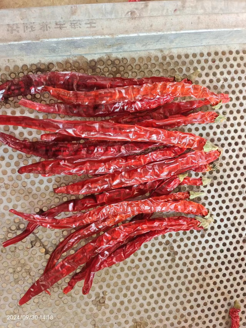 东北二荆条干辣椒，干辣椒精品高质量大量有货一手货源