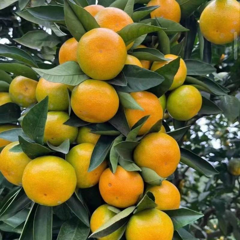 精品蜜橘产地直供量大从优对接各大水果！批发老板