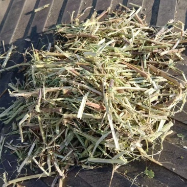 河南南阳花生秧，大量现货，适合养殖，视频看货全国发货
