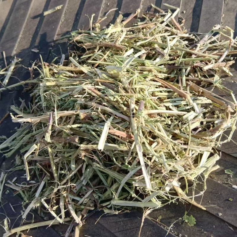 河南南阳花生秧，大量现货，适合养殖，视频看货全国发货