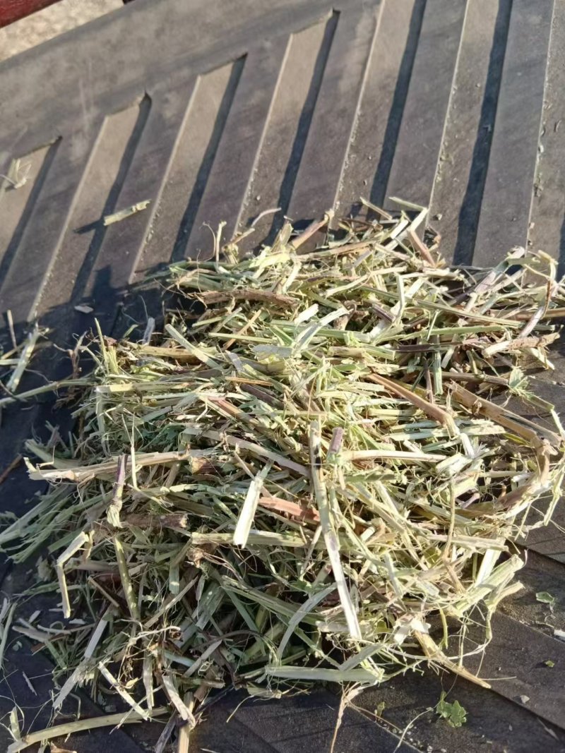 河南南阳花生秧，大量现货，适合养殖，视频看货全国发货