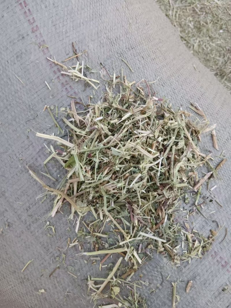河南南阳花生秧，大量现货，适合养殖，视频看货全国发货