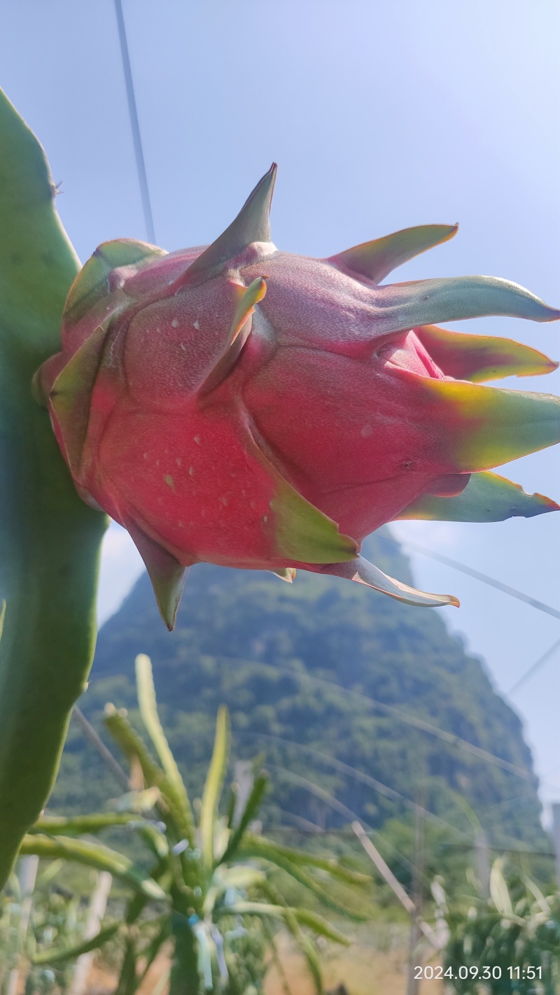 新品种红心火龙果苗自然的红皮绿叶，货架期长
