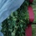 【牛商推荐】铁杆青香菜/基地直发/欢迎咨询/诚信经营