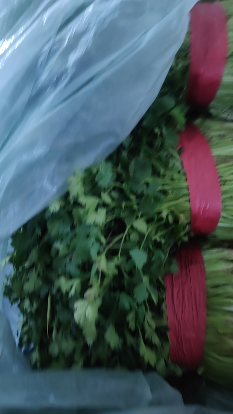 【牛商推荐】铁杆青香菜/基地直发/欢迎咨询/诚信经营