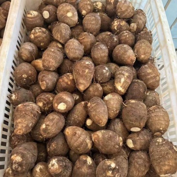 山东大量供应优质竽头大量有货质量保证产地直批