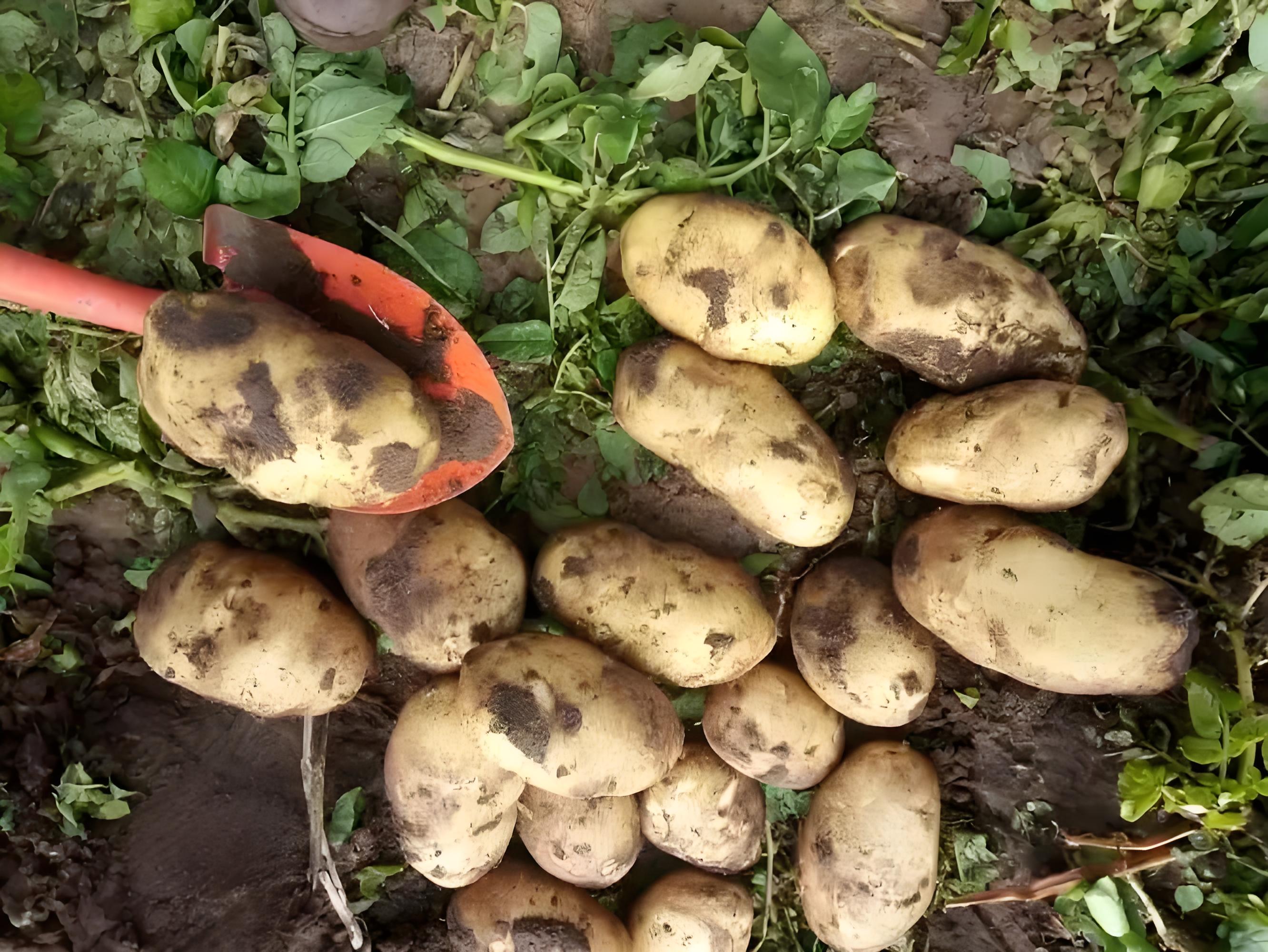 土豆刨丝失败对比图