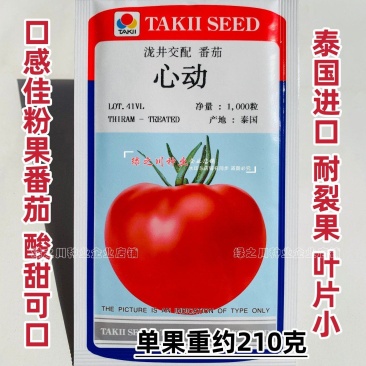 泰国进口酸甜高糖番茄种子泷井西红柿种子心动粉果西红柿种籽