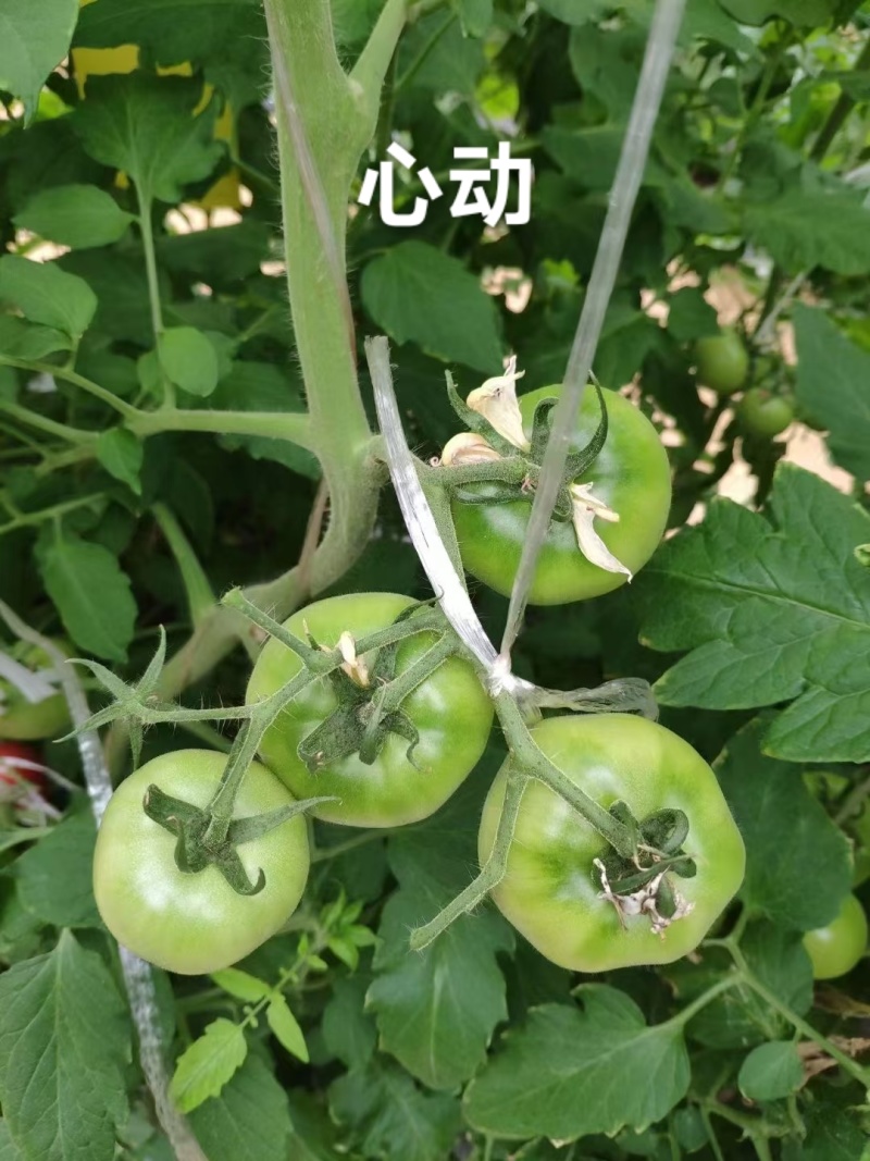泰国进口酸甜高糖番茄种子泷井西红柿种子心动粉果西红柿种籽