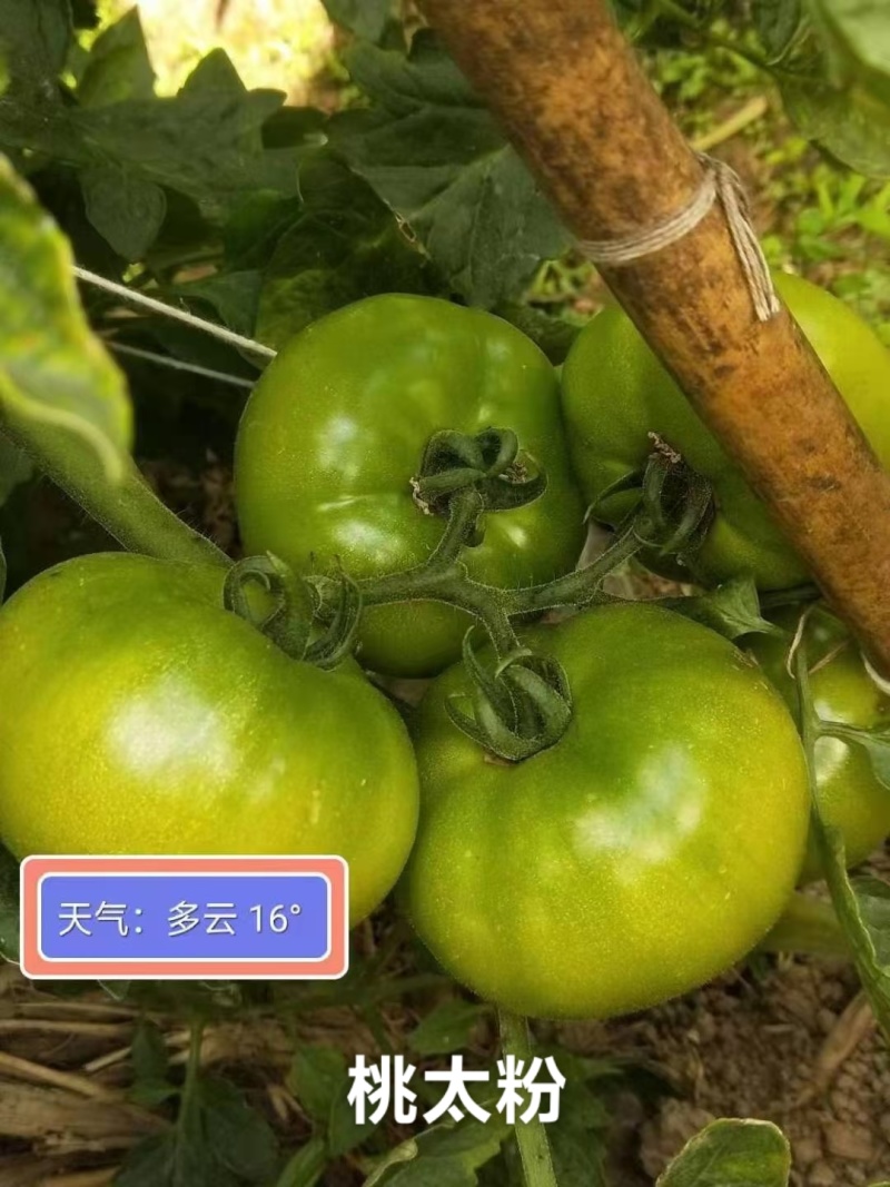 泰国进口酸甜高糖番茄种子泷井西红柿种子心动粉果西红柿种籽