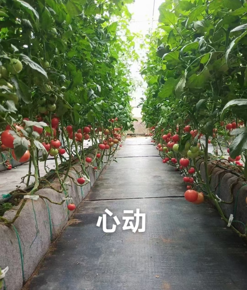泰国进口酸甜高糖番茄种子泷井西红柿种子心动粉果西红柿种籽