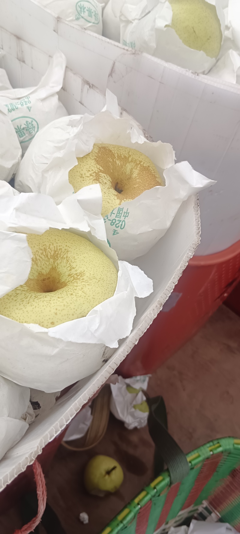 四川汉源县套代京花梨大上市，鲜，味好，有几仟万斤需要的联