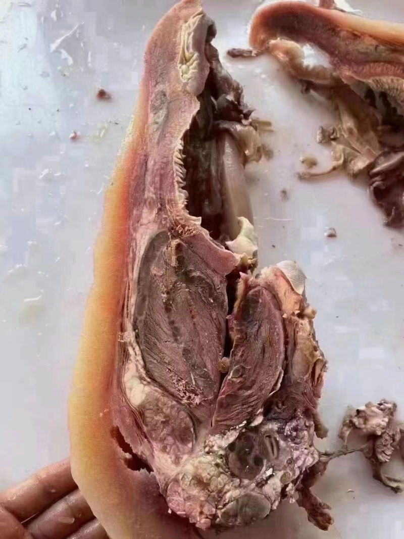 山东精品牛头肉厂家直发品质保证量大从优一手货源