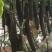 嫁接黄瓜苗#黄瓜苗