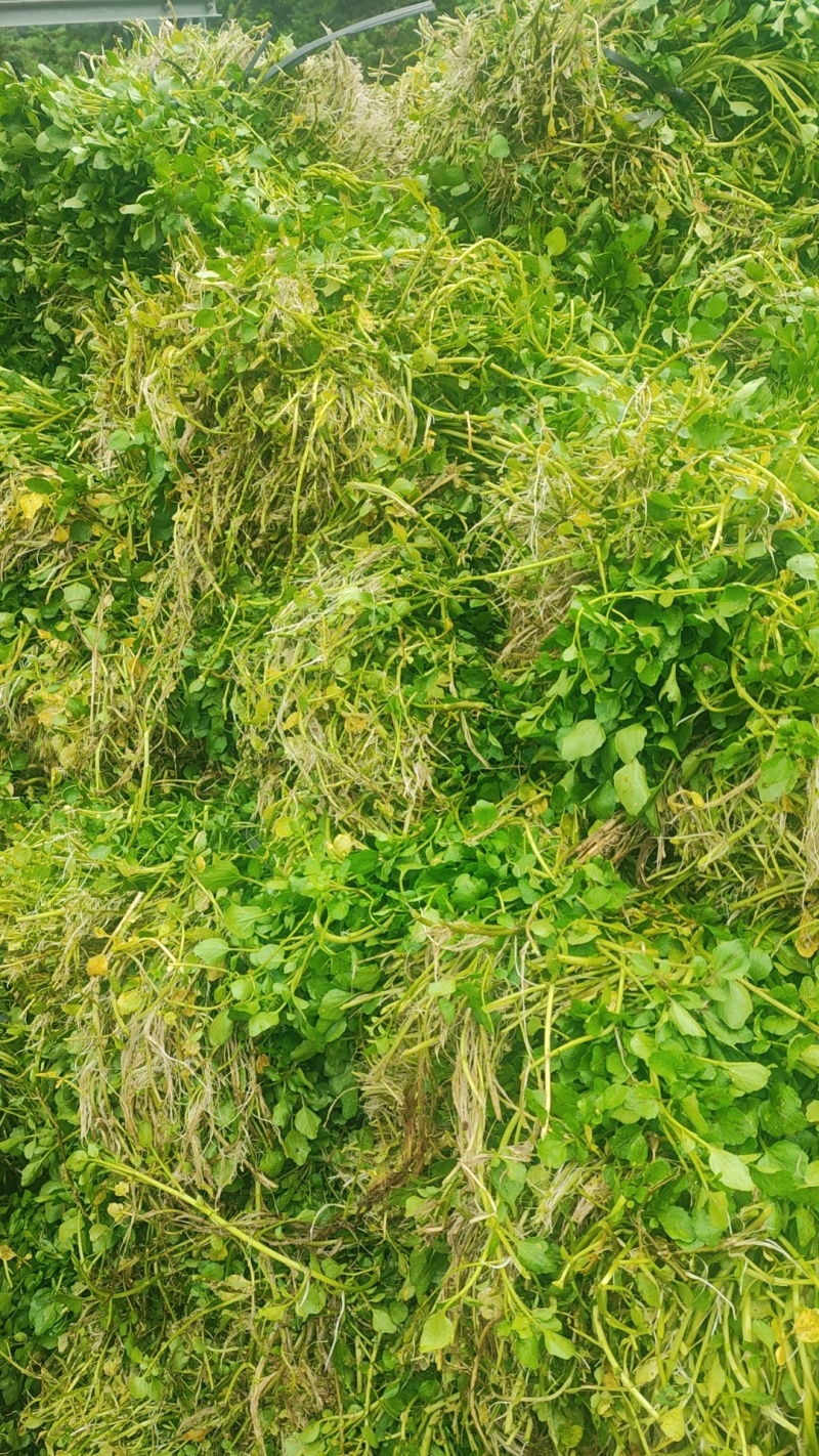 西洋菜基地批发价格，种苗长期供应