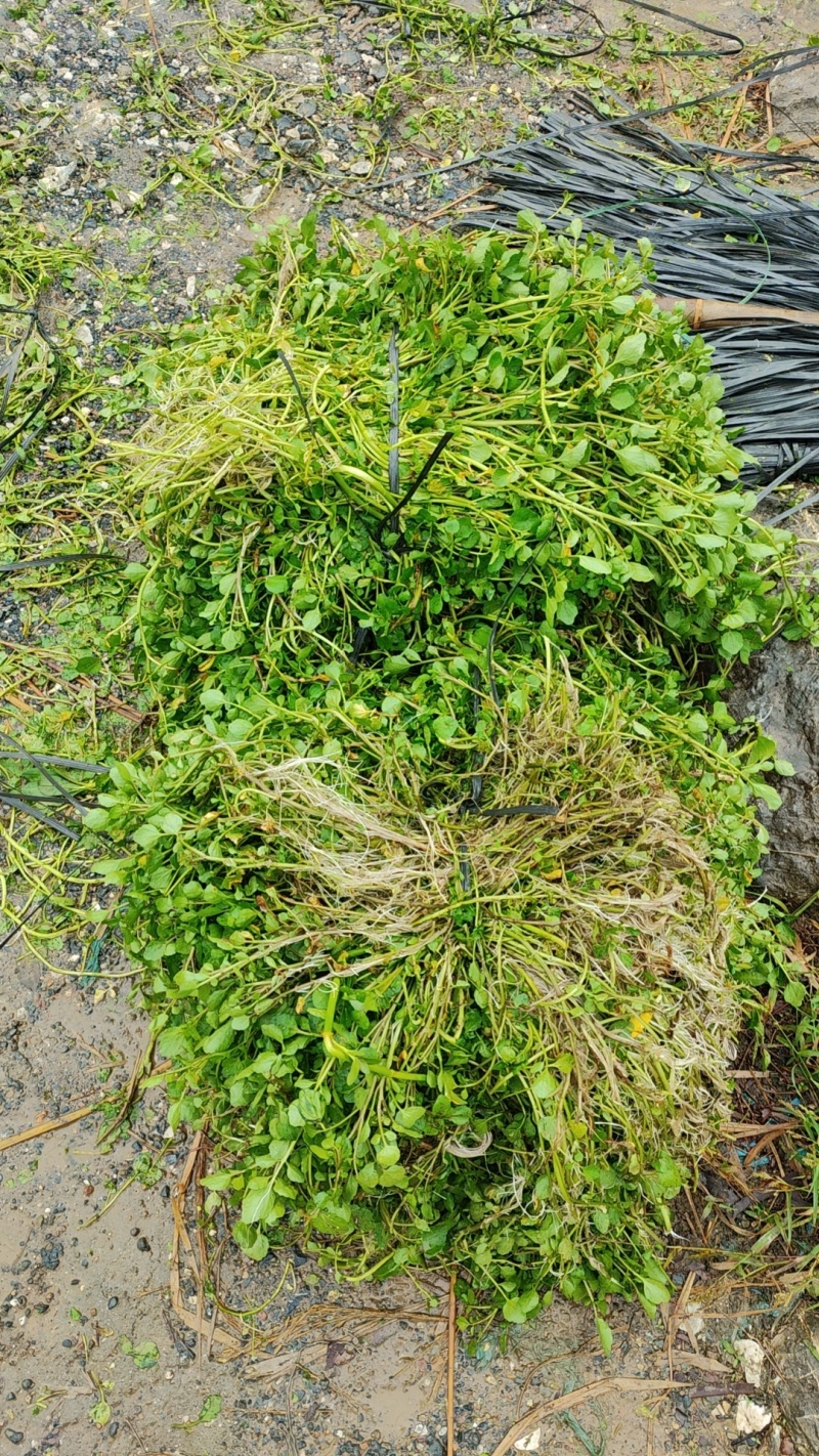 西洋菜基地批发价格，种苗长期供应