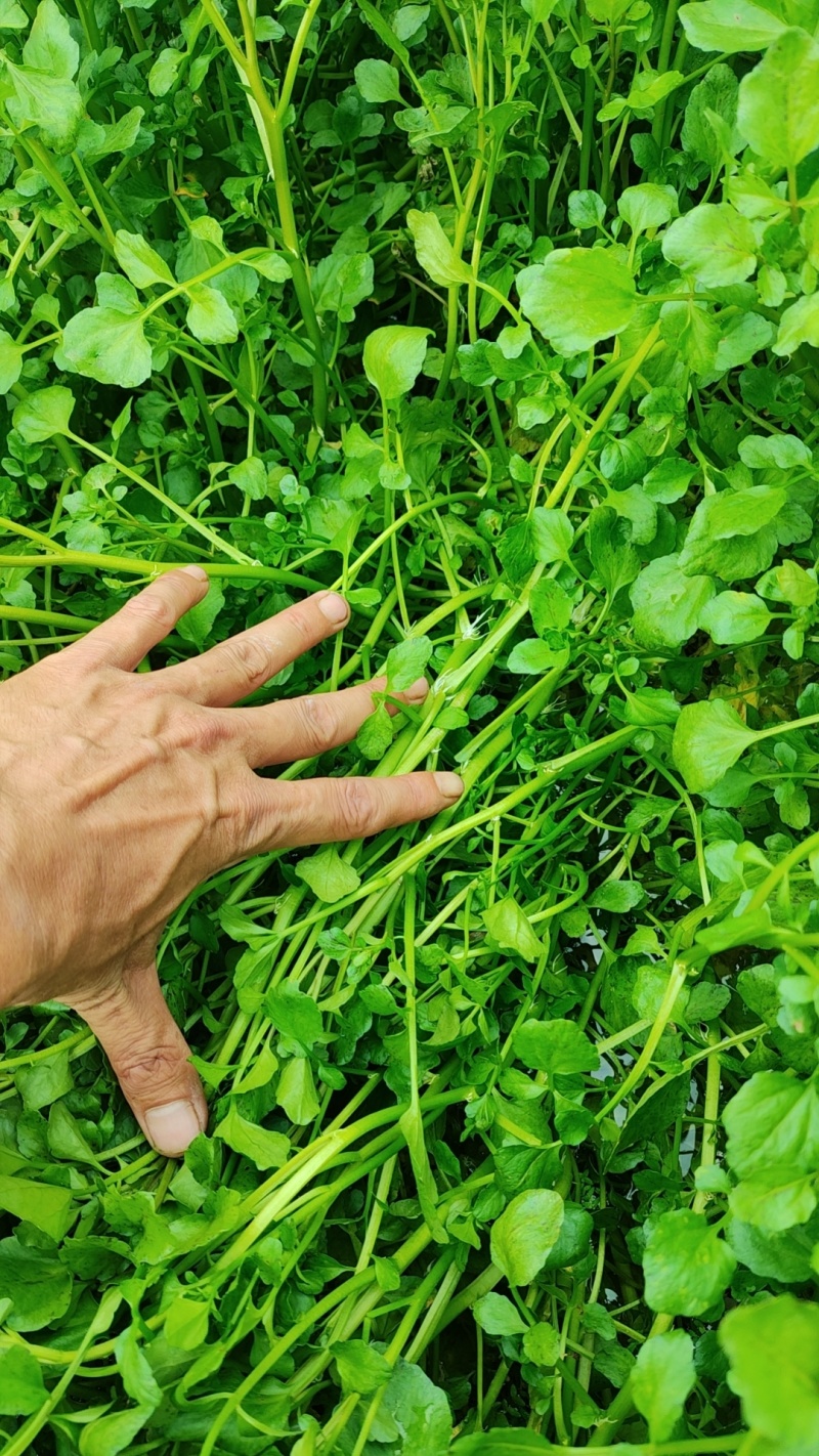 西洋菜基地批发价格，种苗长期供应