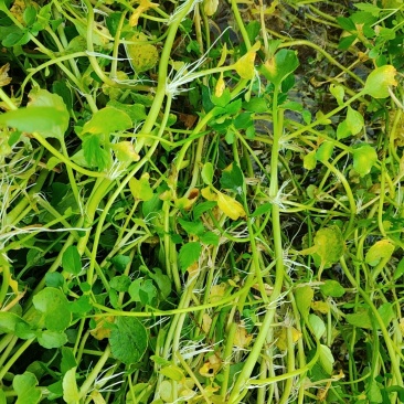 西洋菜基地批发价格，种苗长期供应