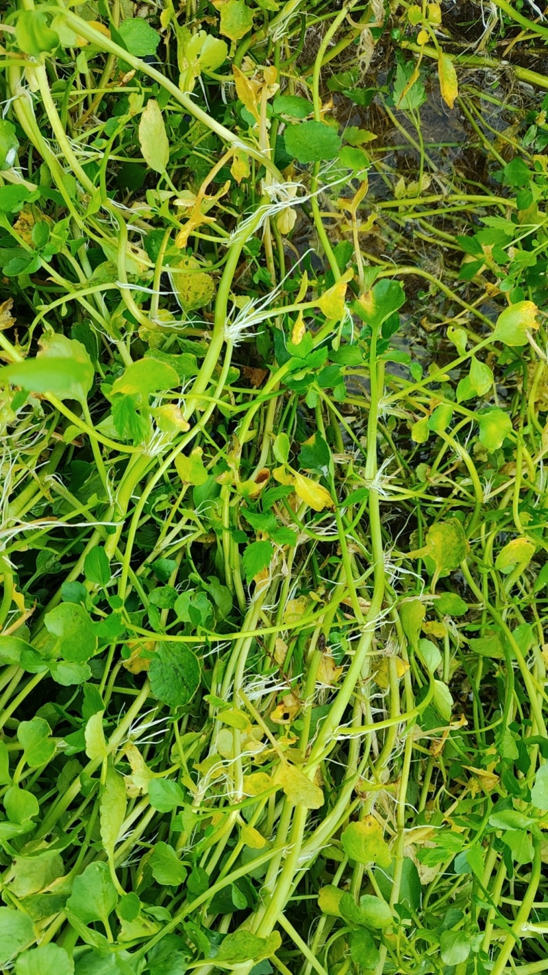 西洋菜基地批发价格，种苗长期供应