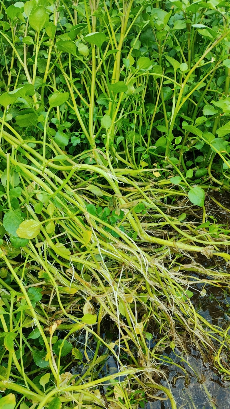 西洋菜基地批发价格，种苗长期供应