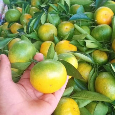 汉中城固高山蜜橘，质量保证诚信第一