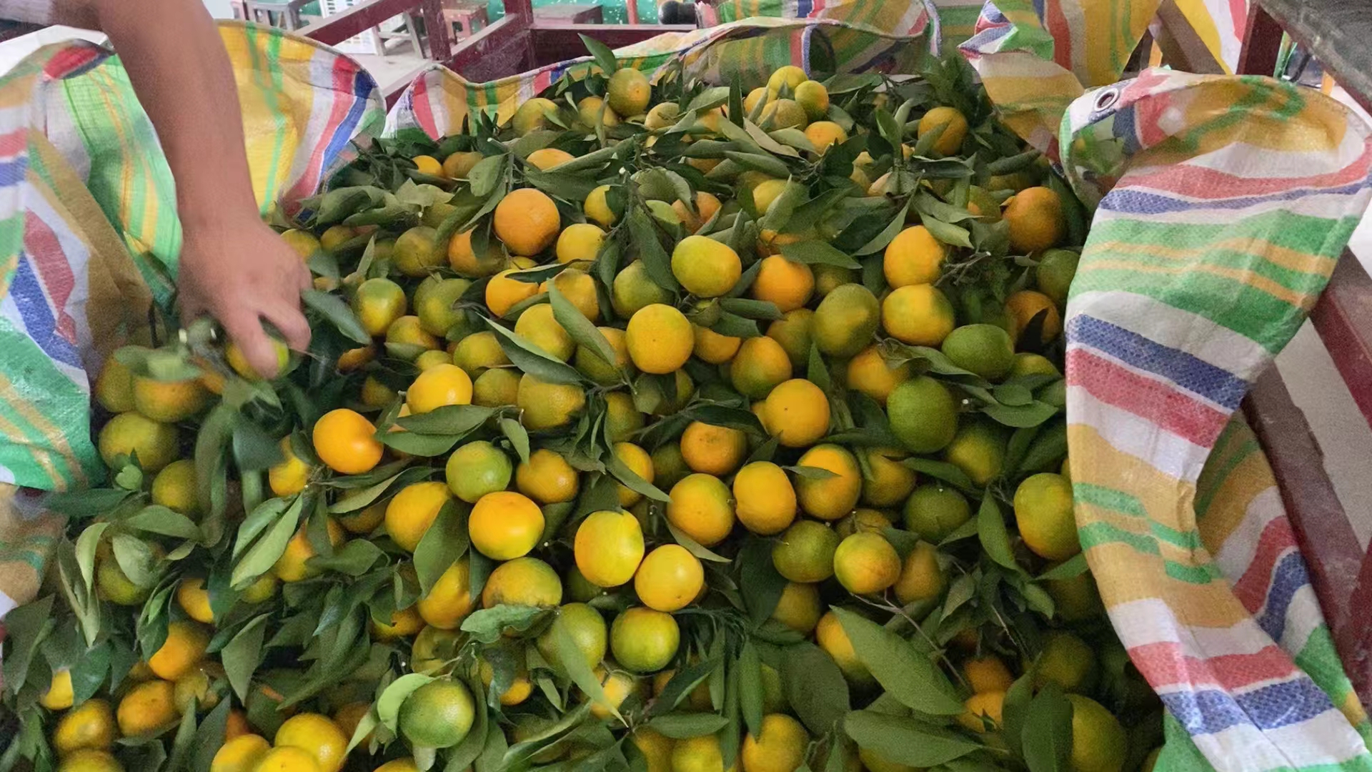 蜜橘果皮与柑橘果提取物对比图