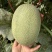 新疆晓蜜25哈密瓜大量现货供应，规格齐全，对接全国客商