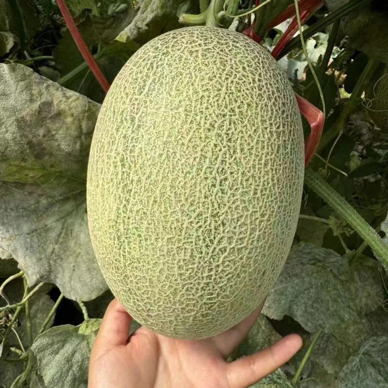 新疆晓蜜25哈密瓜大量现货供应，规格齐全，对接全国客商