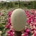 新疆晓蜜25哈密瓜大量现货供应，规格齐全，对接全国客商