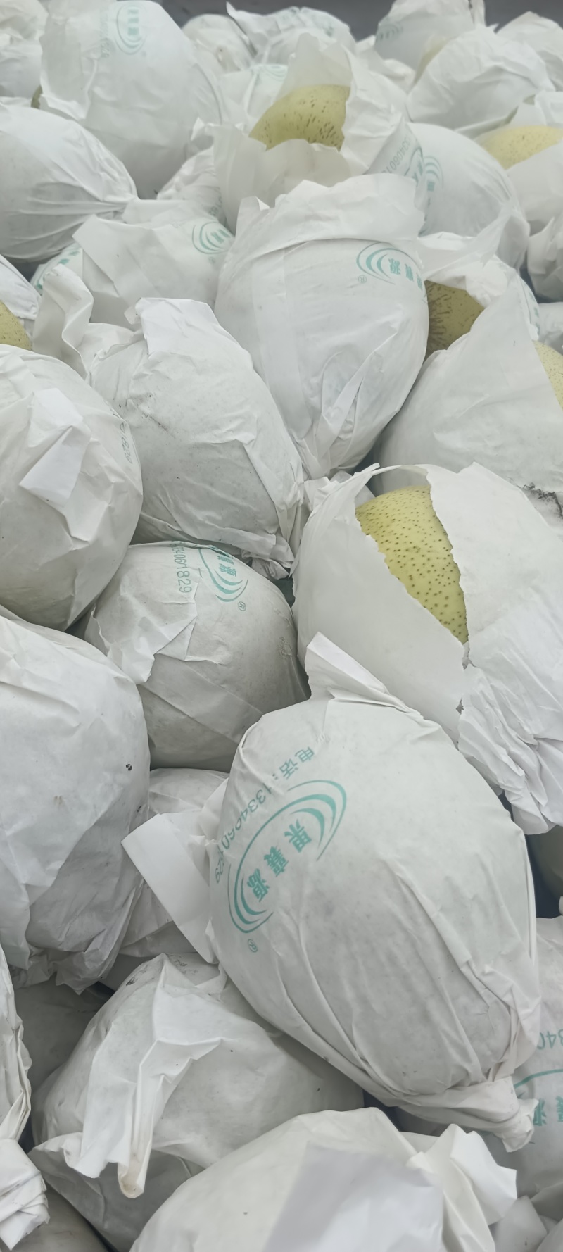 四川汉源县雪花梨，大上市，鲜味好，有几千万斤，需要的联